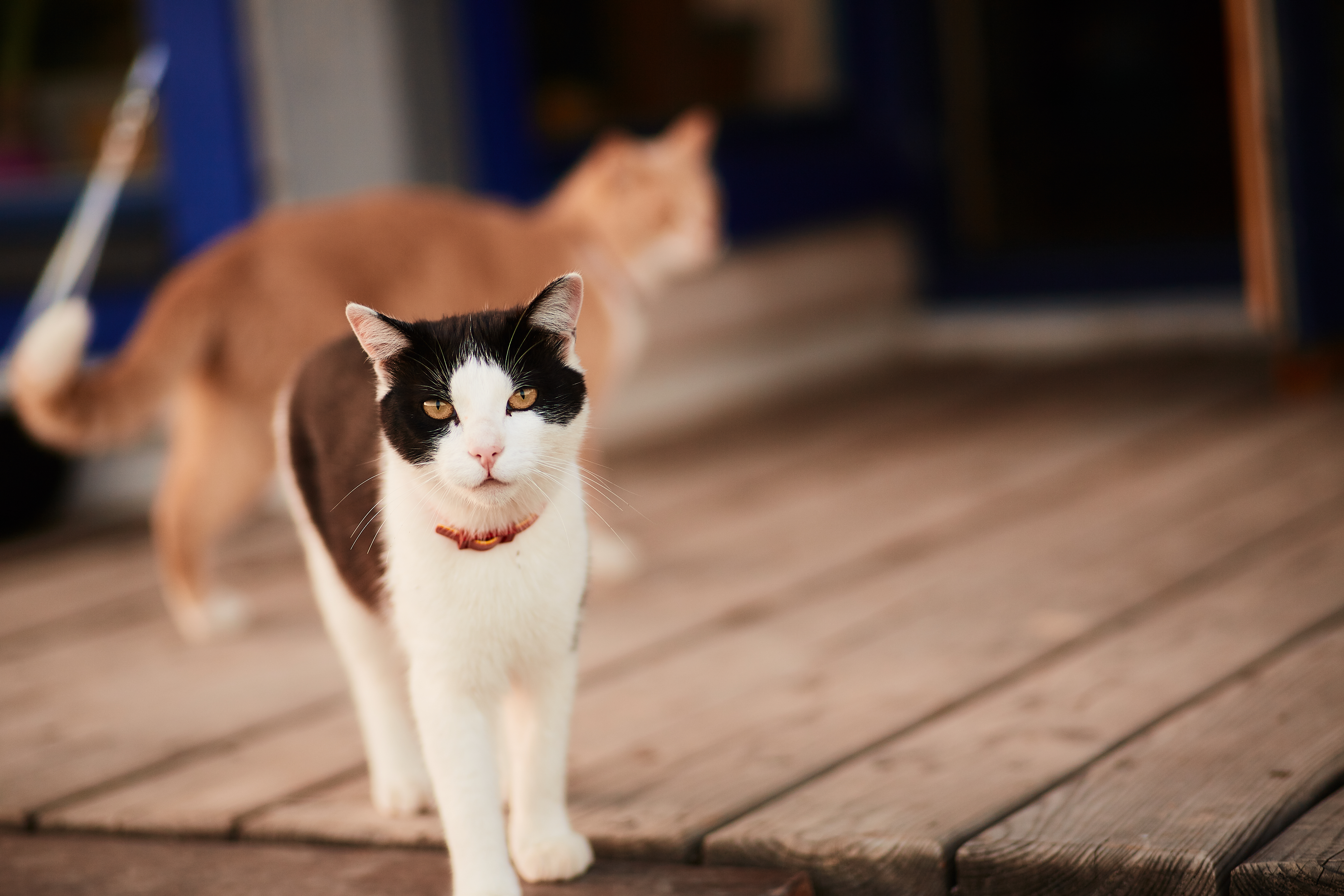 Black and white cat stands on the wooden porch of a country hous